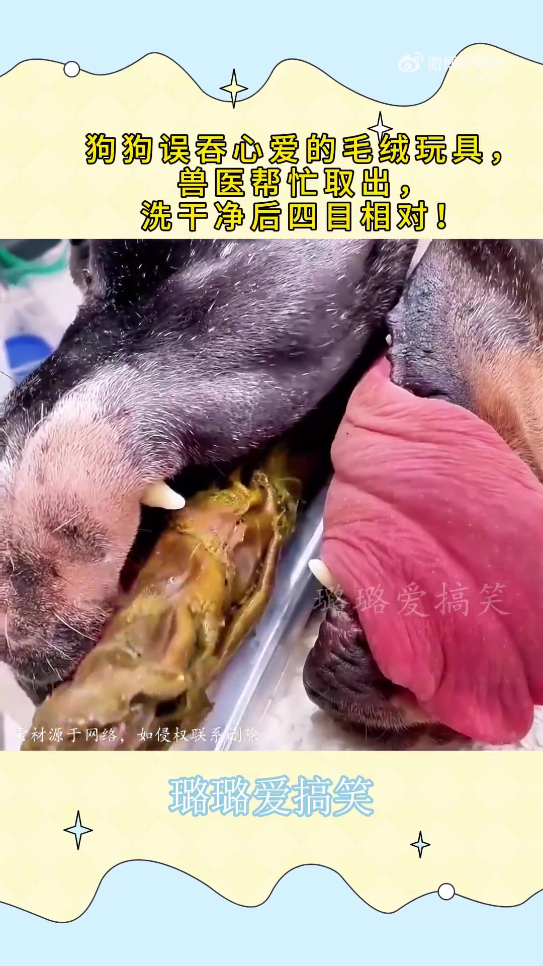 狗狗误吞心爱的毛绒玩具，兽医帮忙取出，洗干净后露出真容！！！
