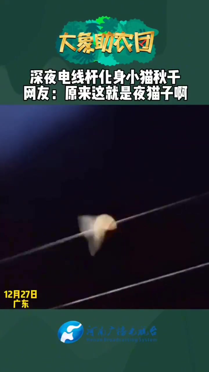 深夜电线杆化身小猫秋千网友：原来这就是夜猫子啊