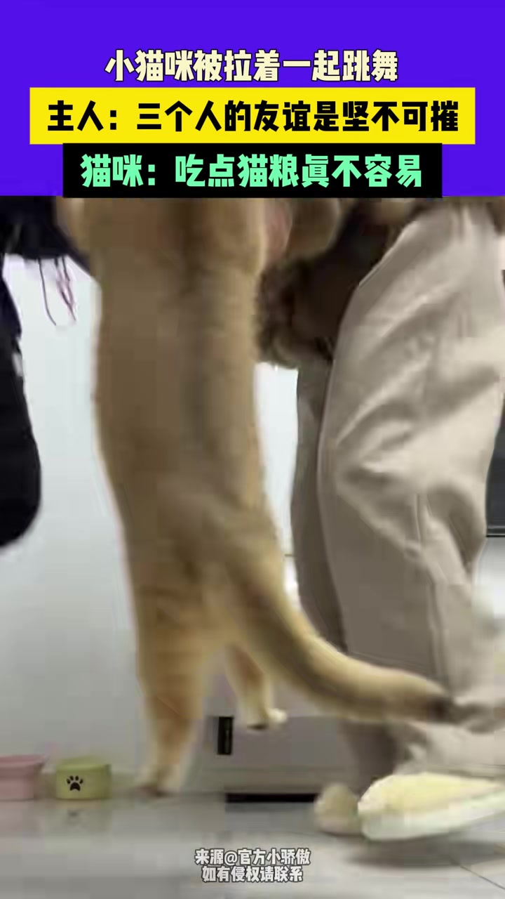 小猫咪被拉着一起跳舞猫咪：吃点猫粮真不容易