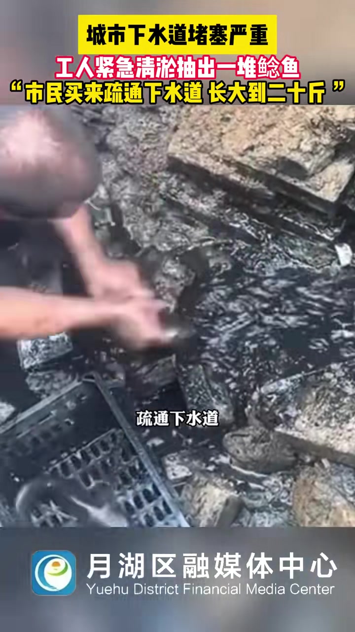 城市下水道堵塞严重工人清淤时从管道里抽出很多鲶鱼