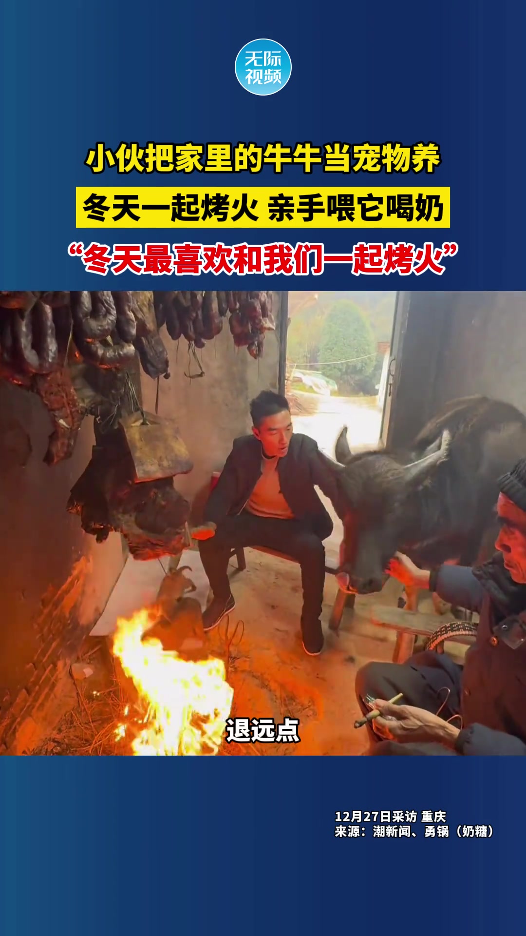 小伙把家里的牛牛当宠物养冬天一起烤火亲手喂它喝奶