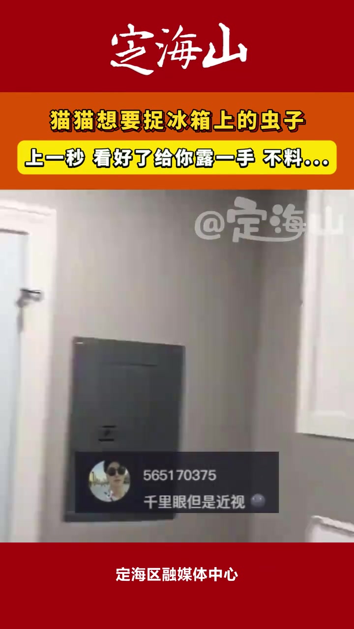 猫猫想要捉冰箱上的虫子本想露一手不料...