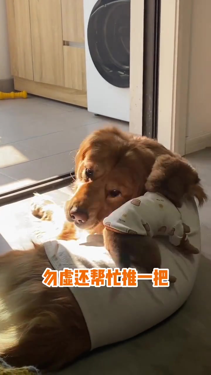 小狗狗坐大狗狗身上晒太阳，画面很治愈
