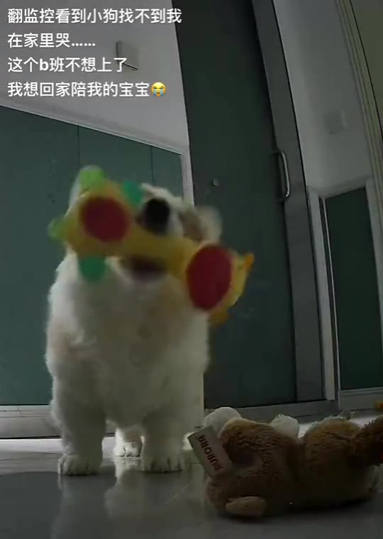 狗狗半辈子都在等主人回家