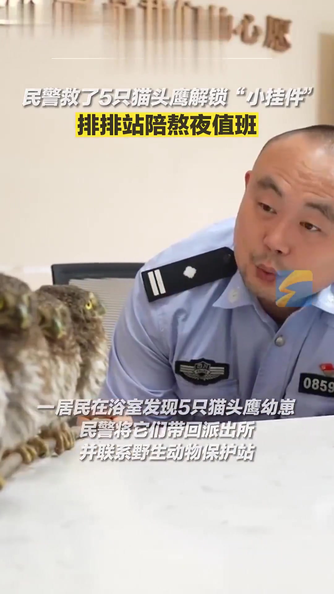 民警救助的5只猫头鹰成“小挂件”陪值班