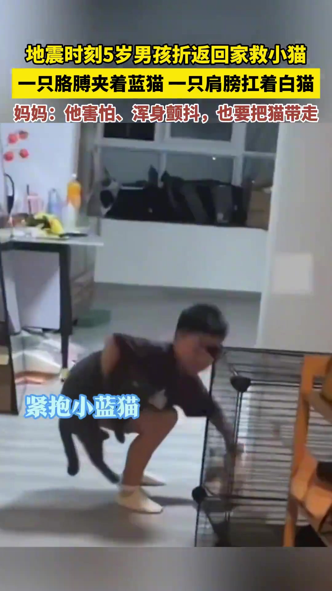 5岁小男孩救猫：一手夹猫，一肩背猫，虽害怕仍坚持