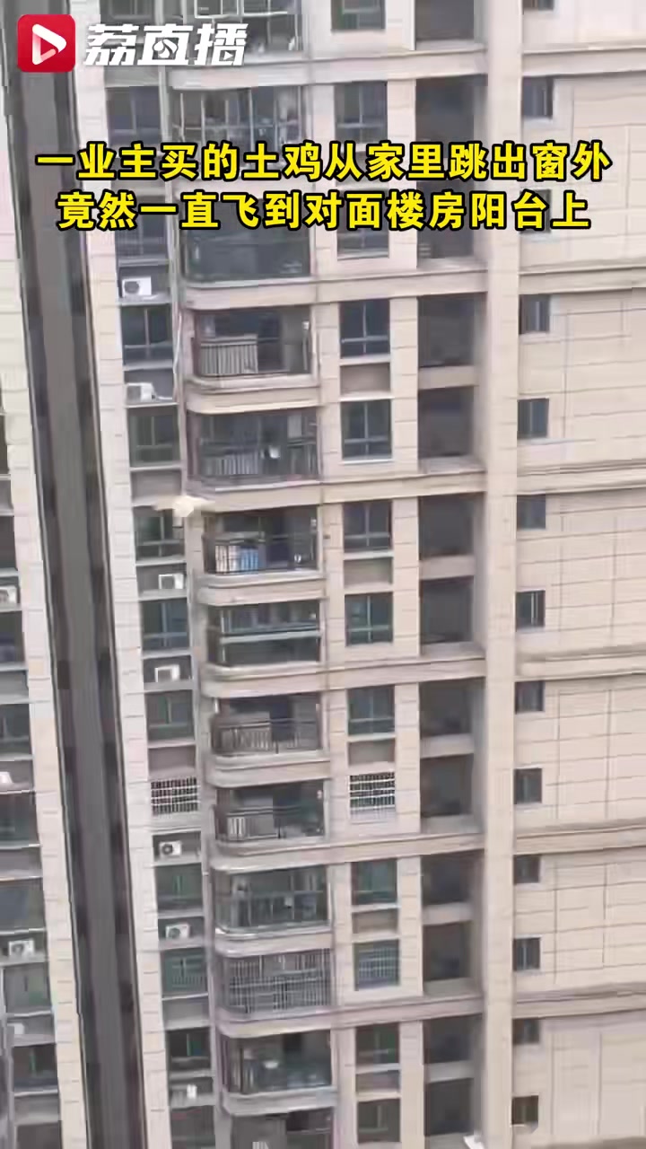 真飞“鸡”！鸡跳出窗外后飞到对面高楼