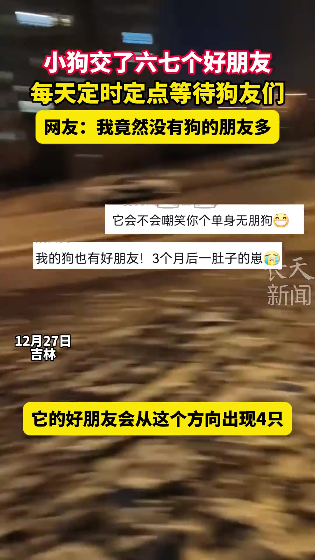 小狗交了六七个朋友，每天定时定点乖乖等待