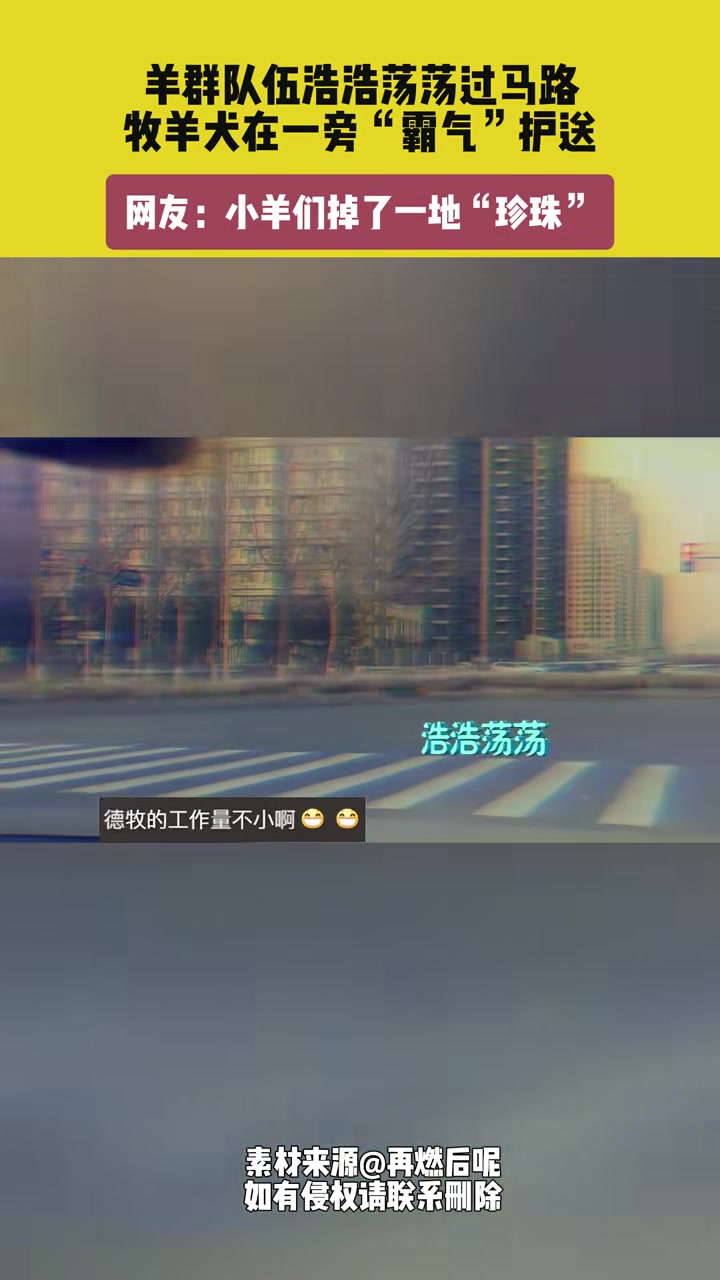 羊群队伍浩浩荡荡过马路，牧羊犬在一旁“霸气”护送