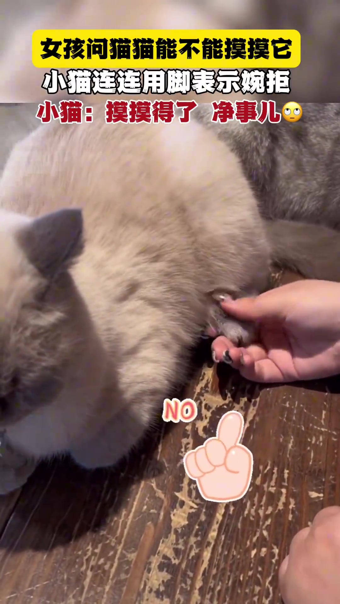 女孩问猫猫能不能摸摸它，小猫连连用脚表示婉拒
