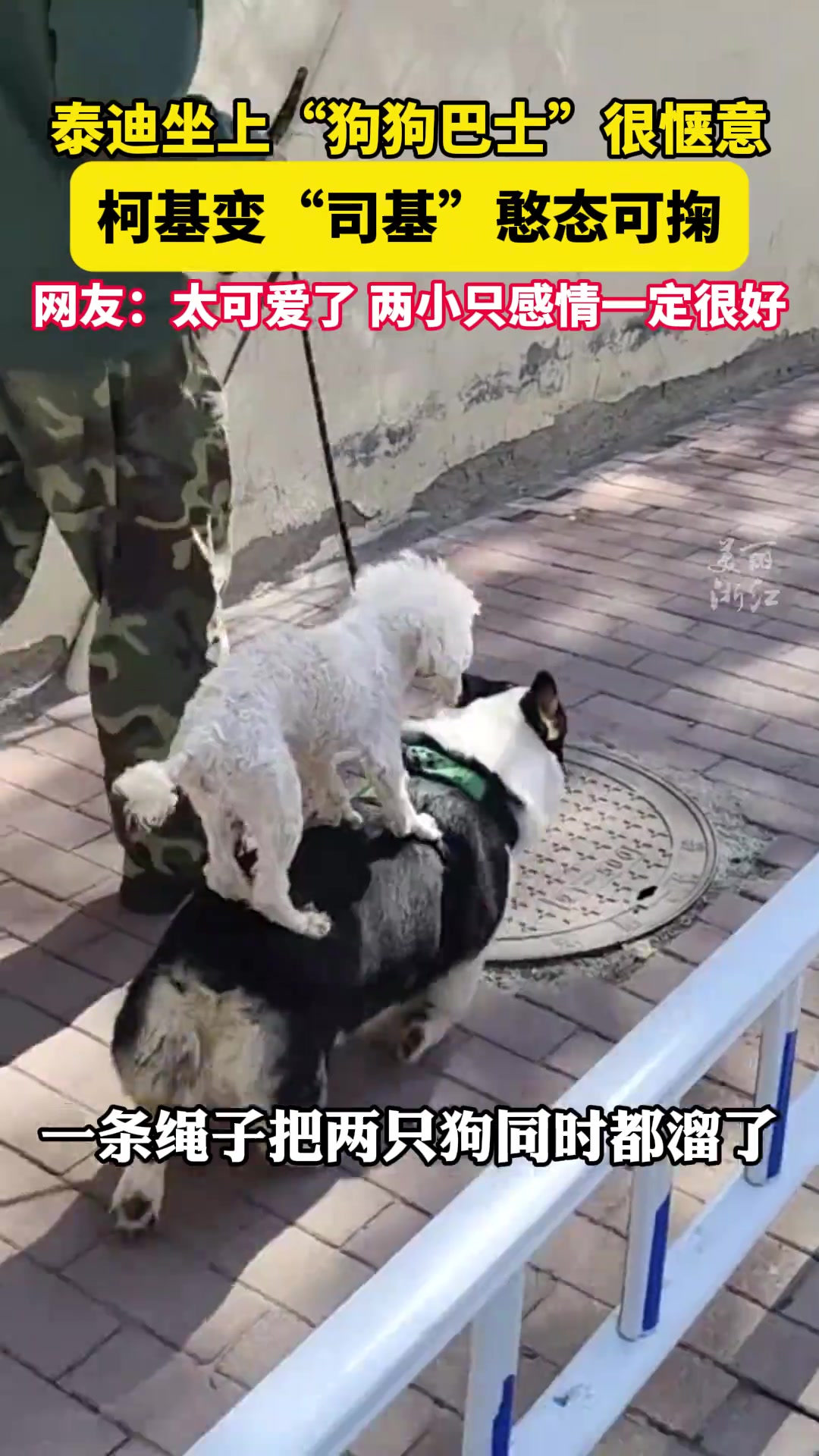 起猛了！看到泰迪坐上狗狗巴士遛弯