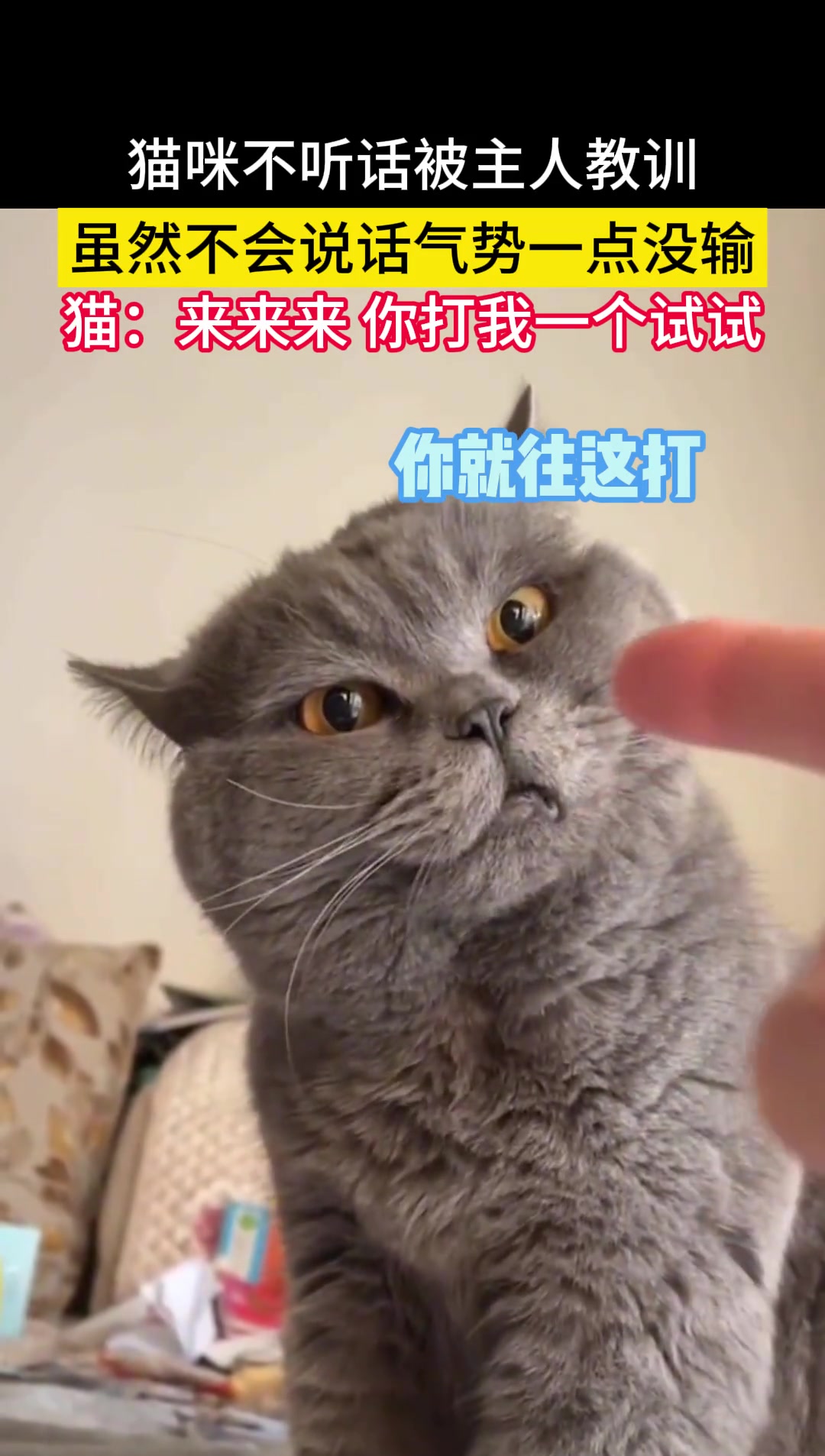 猫咪不听话被主人教训虽然不会说话气势一点没输