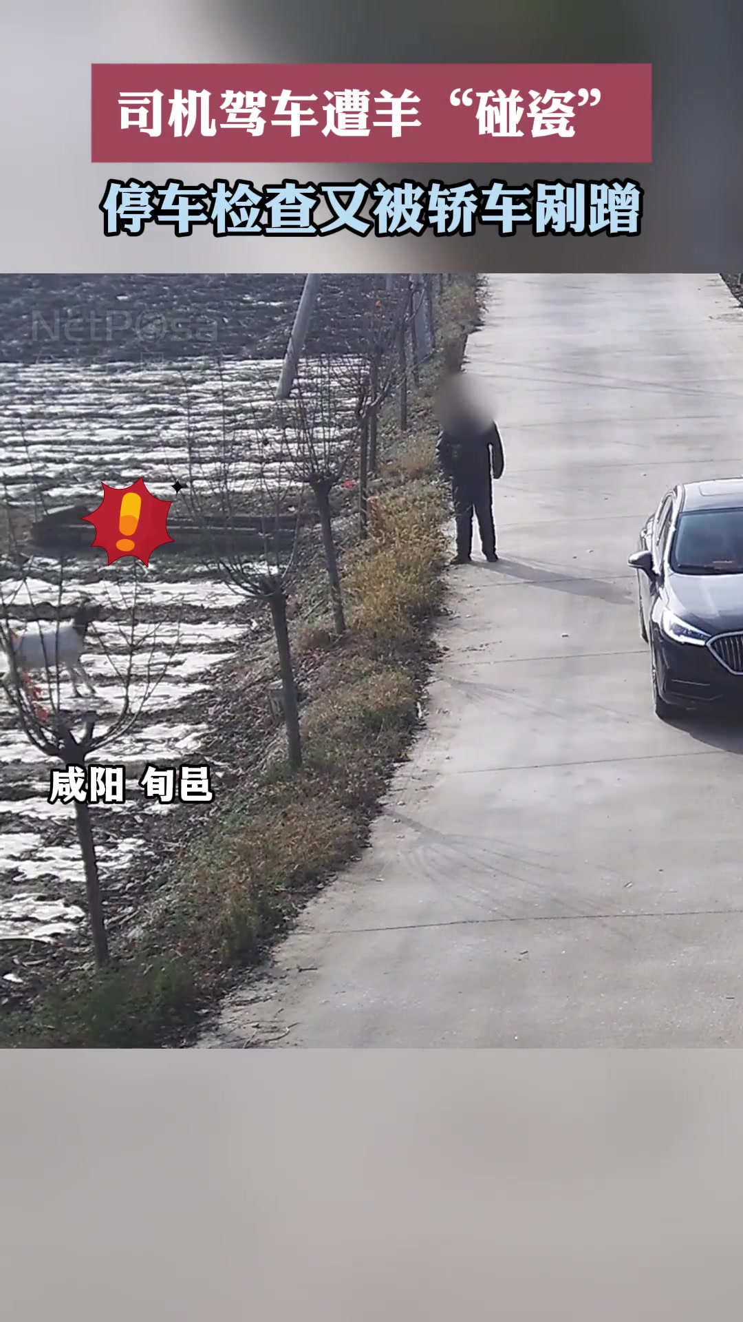 司机驾车遭羊“碰瓷”下车理论又被轿车剐蹭