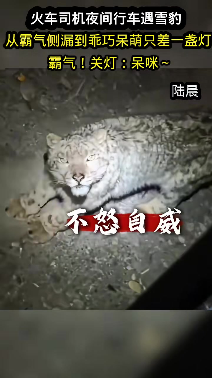 火车司机夜间行车遇雪豹从霸气侧漏到乖巧呆萌只差一盏灯开灯