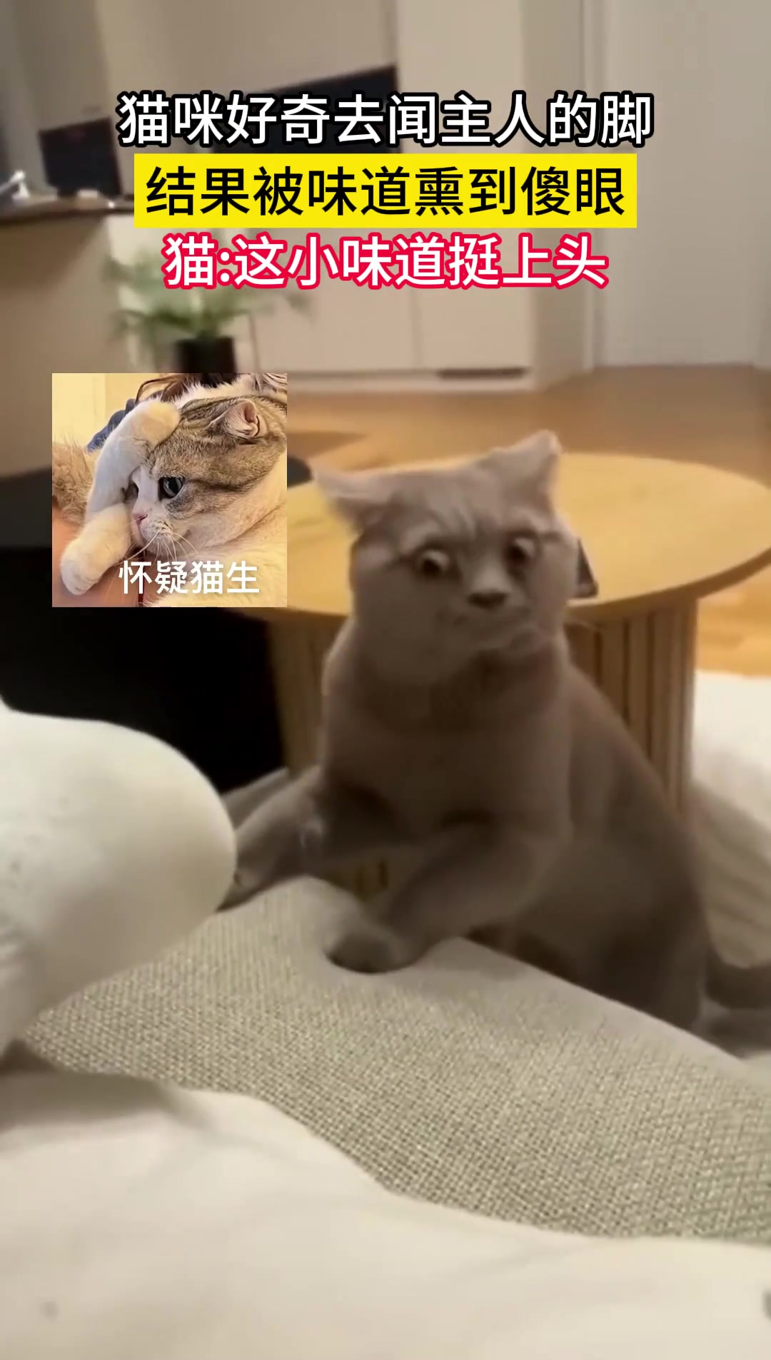 猫咪好奇去闻主人的脚结果被味道熏到傻眼