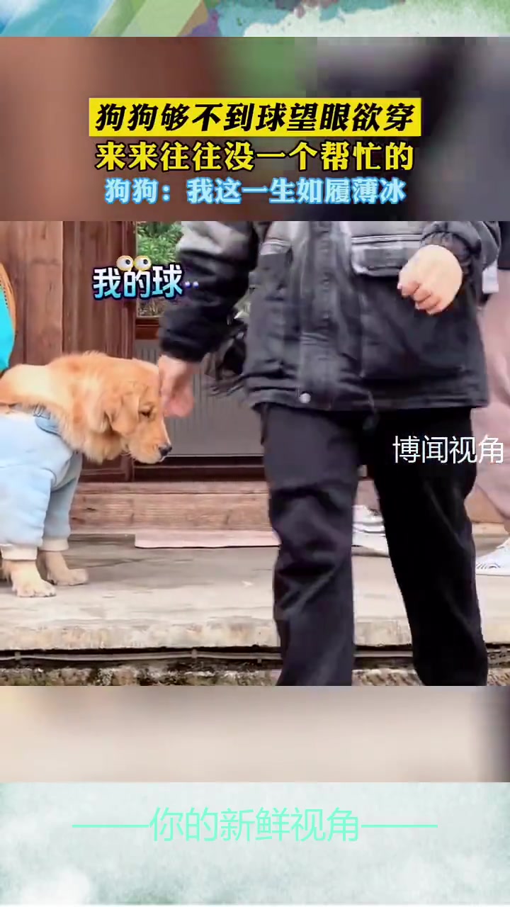 狗狗够不到球，来来往往没一个帮忙的