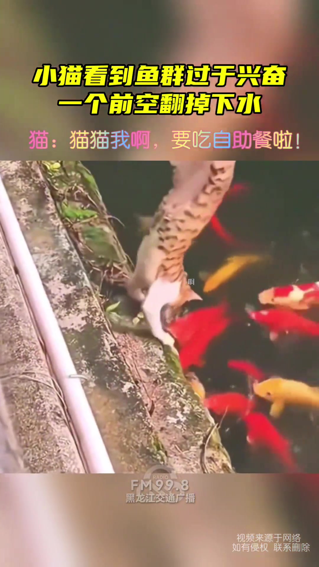 小猫看到鱼群过于兴奋一个前空翻掉下水