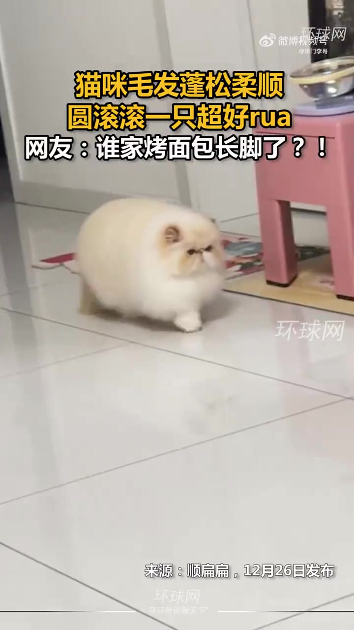 貓咪毛發(fā)蓬松柔順，圓滾滾一只超好rua，網(wǎng)友：誰家烤面包長腳了