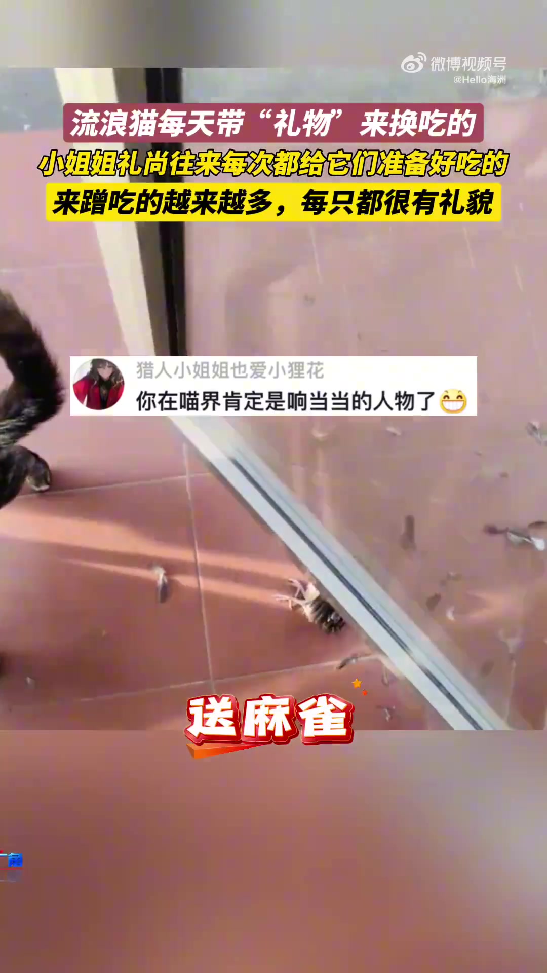 流浪猫每天带“礼物”来换吃的