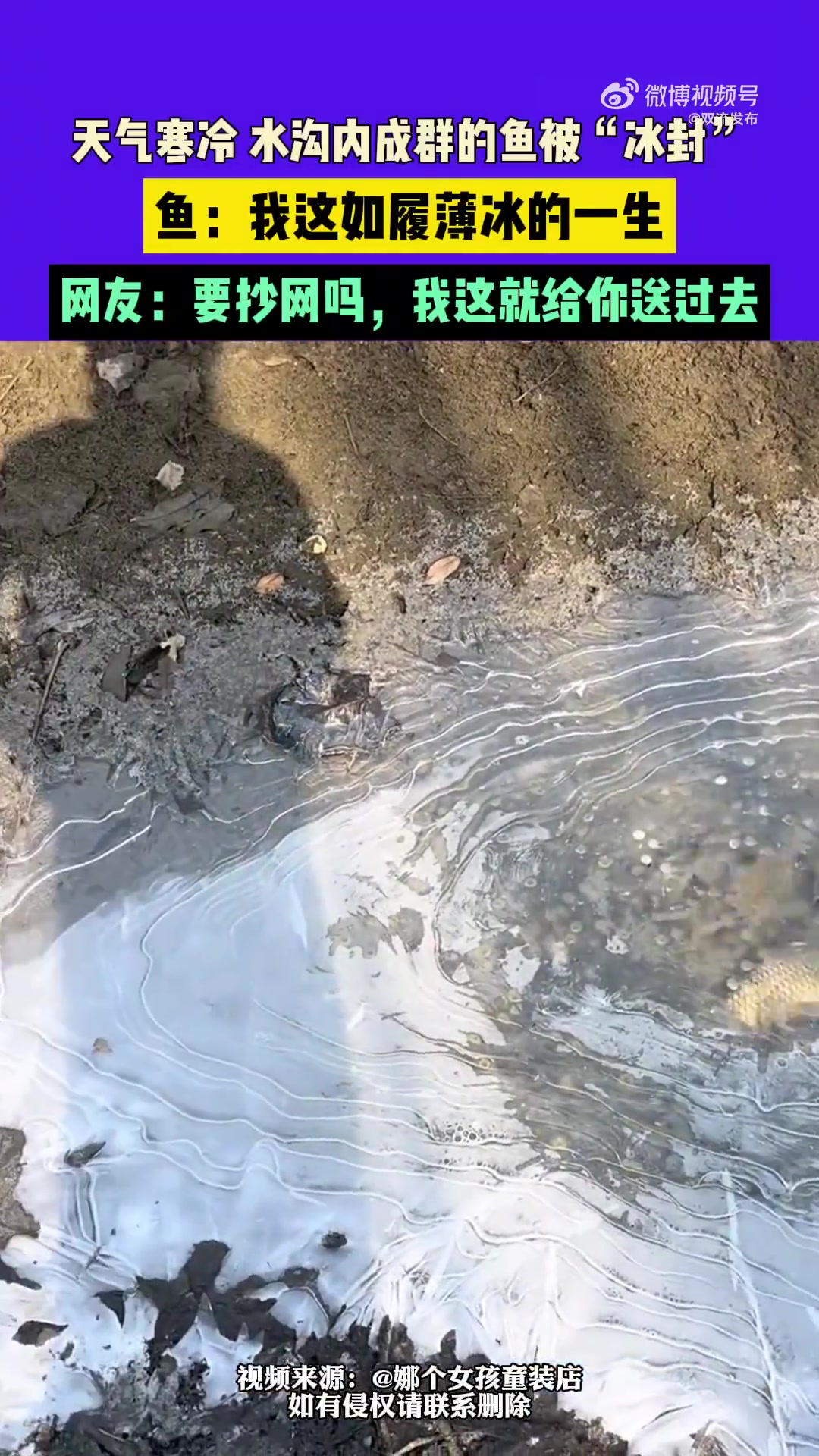 天氣寒冷，水溝內(nèi)成群的魚被“冰封”