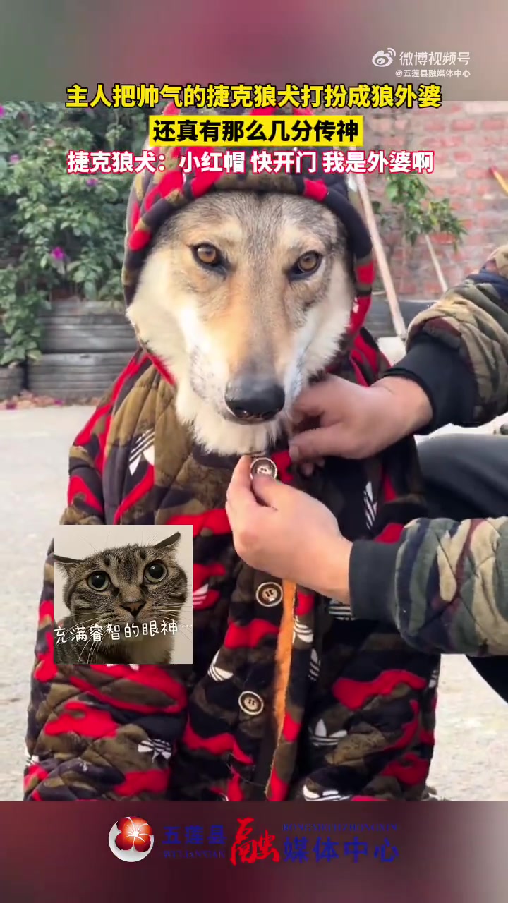 主人把帅气的捷克狼犬打扮成狼外婆