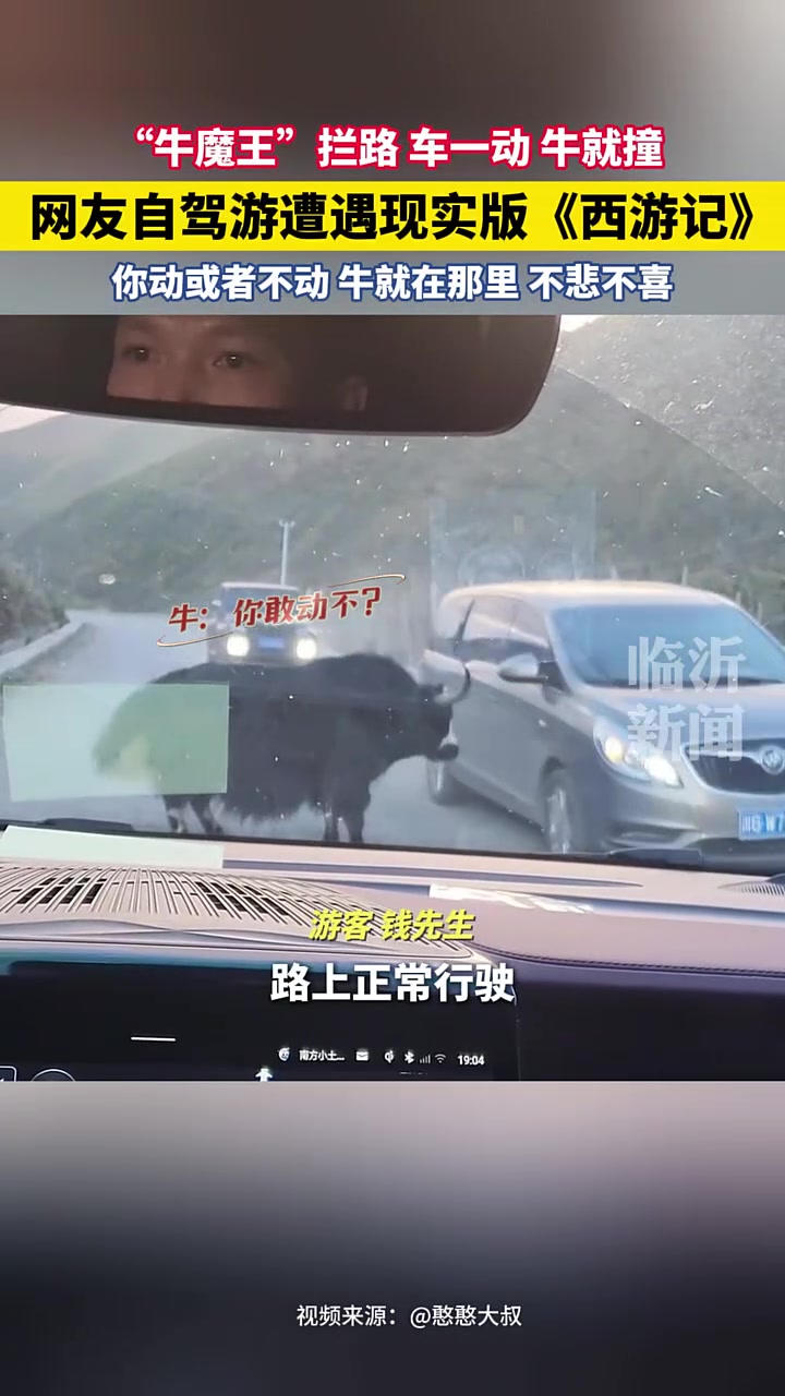 网友川西自驾游遭遇“牛魔王”拦路
