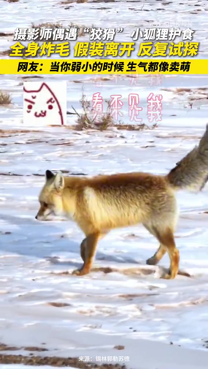 摄影师偶遇炸毛小狐狸