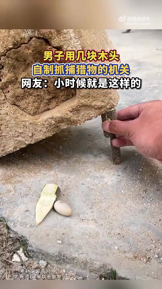 男子用几块木头，自制抓捕猎物的机关，网友：小时候就是这样的