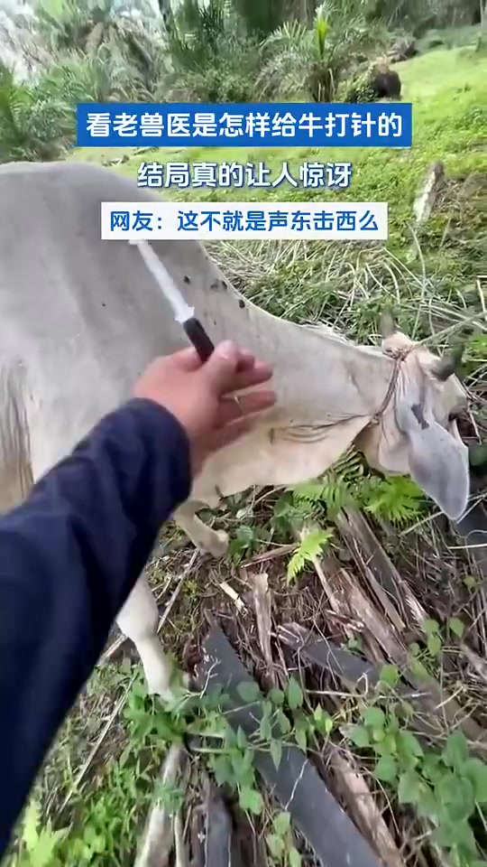 看老兽医是怎样给牛打针的，结局真的让人惊讶
