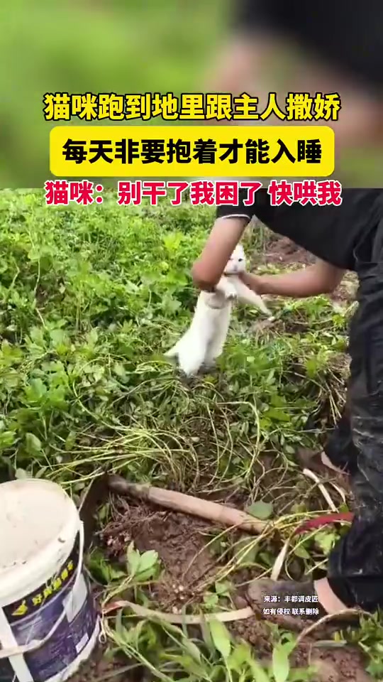 猫咪跑到地里跟主人撒娇，每天非要抱着才能入睡，猫咪：别干了！