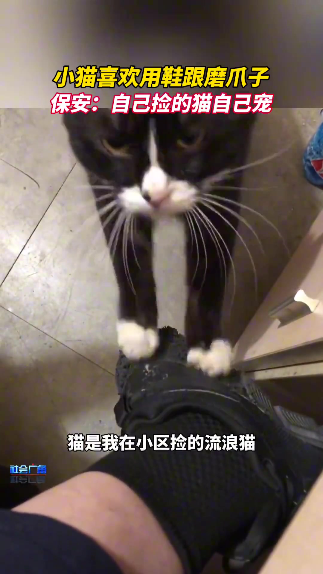 小猫喜欢用鞋跟磨爪子，保安：自己捡的猫自己宠！
