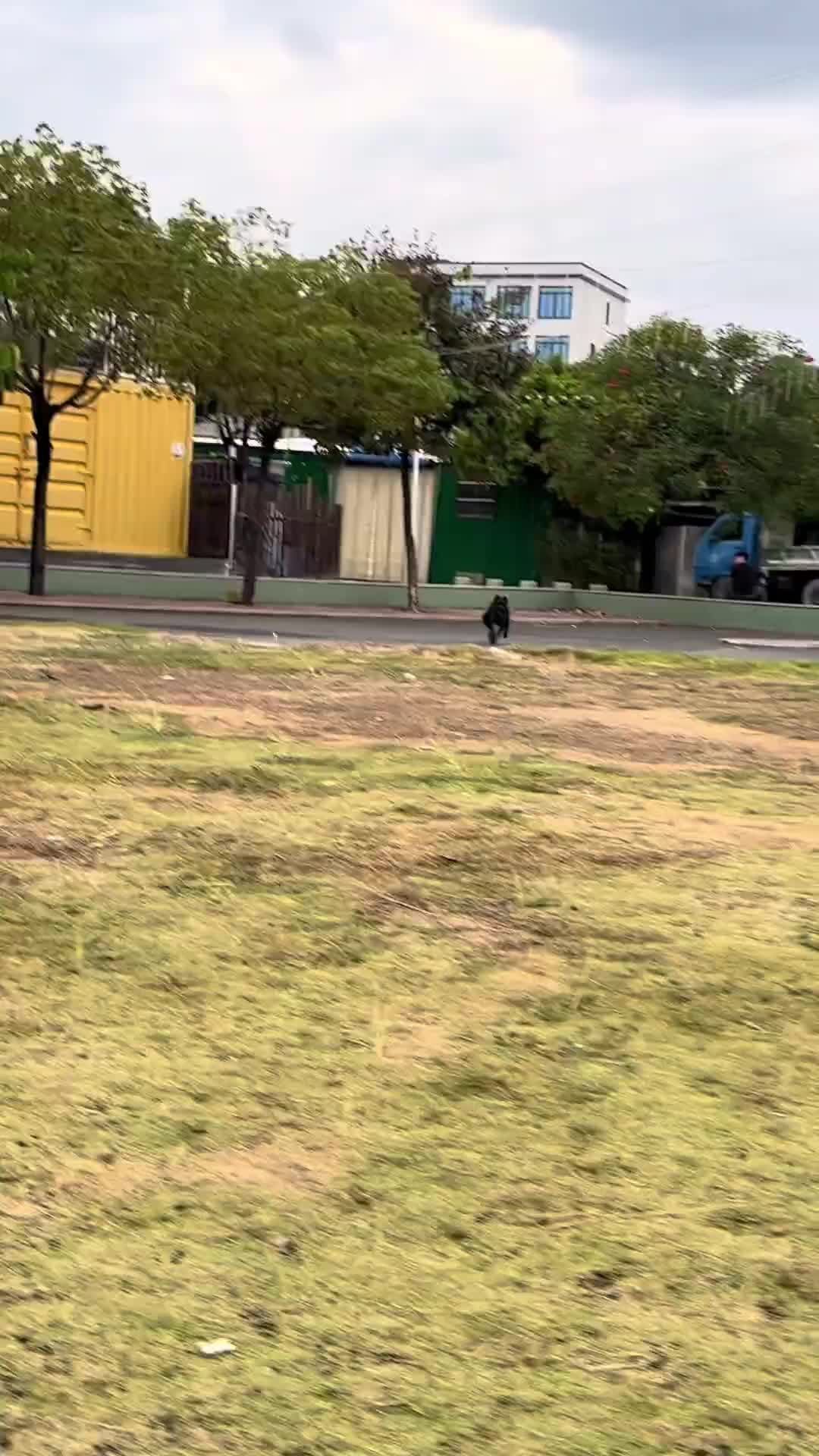 狗我看看怎么个回事儿