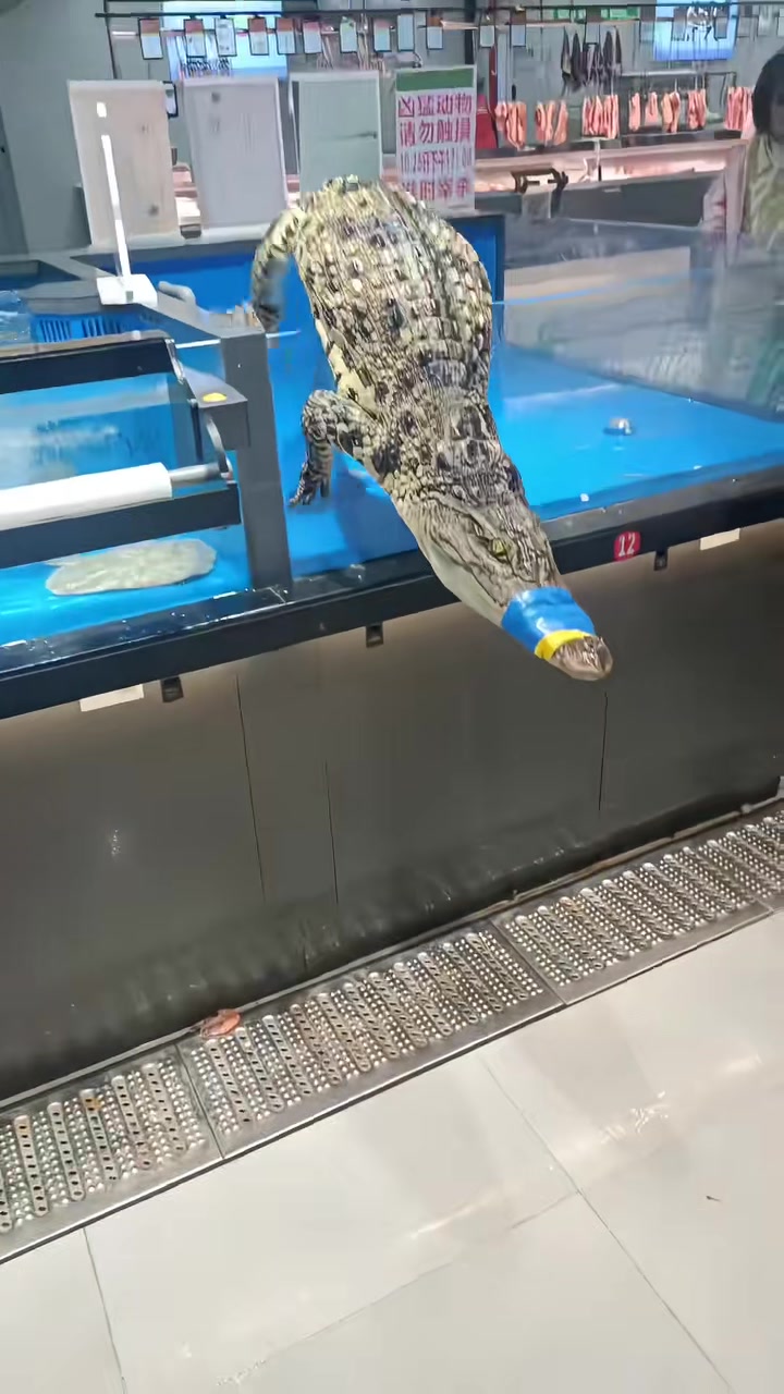 鳄鱼：你们不要给我哇哇叫！