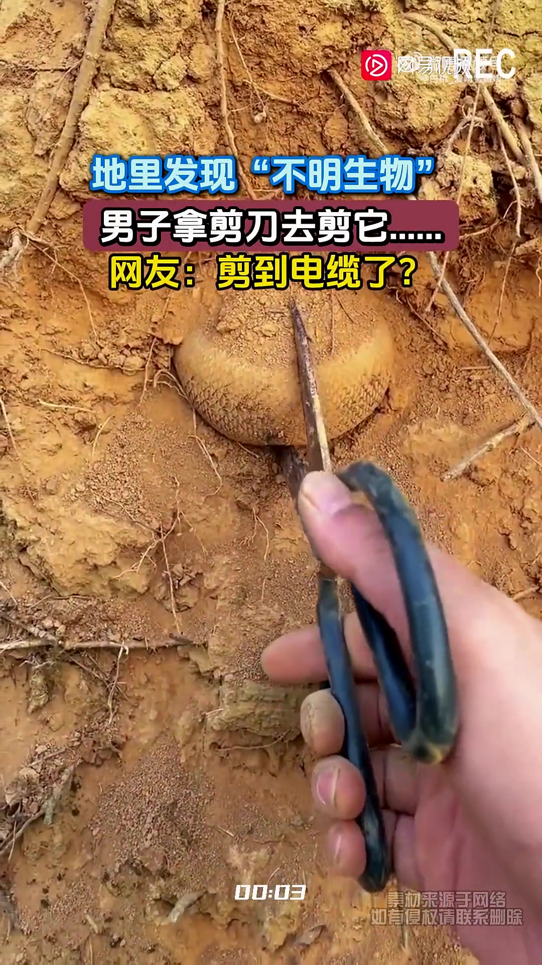 地里发现“不明生物”，男子拿剪刀去剪却可能剪到电缆