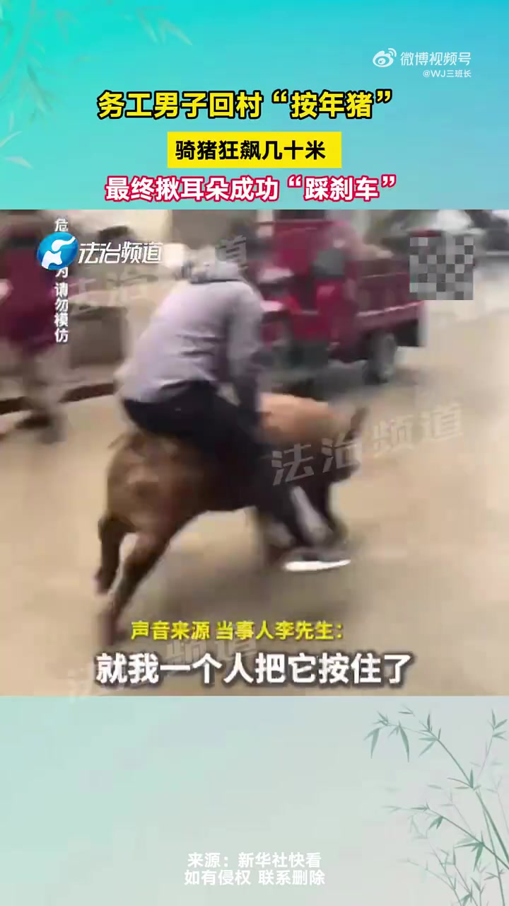 务工男子回村“按年猪”，骑猪狂飙几十米后揪耳“踩刹车”