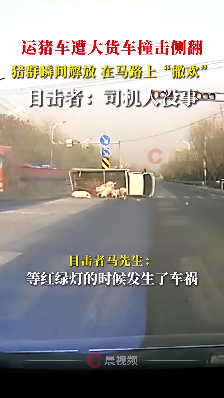 运猪车遭大货车撞击侧翻，猪群瞬间解放在马路上“撒欢”