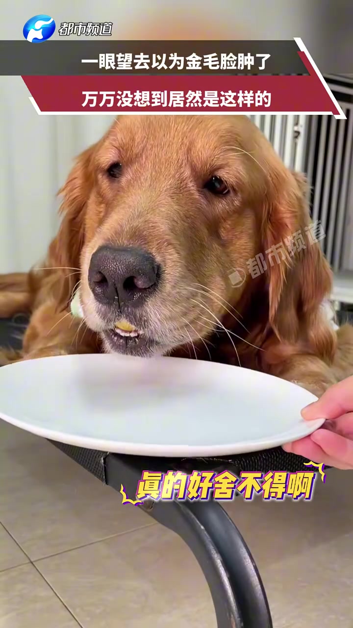 一眼望去以为金毛脸肿了，万万没想到居然是这样的
