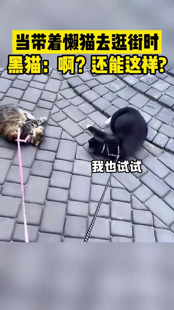 当带两只懒猫去逛街时黑猫：啊还能这样玩啊