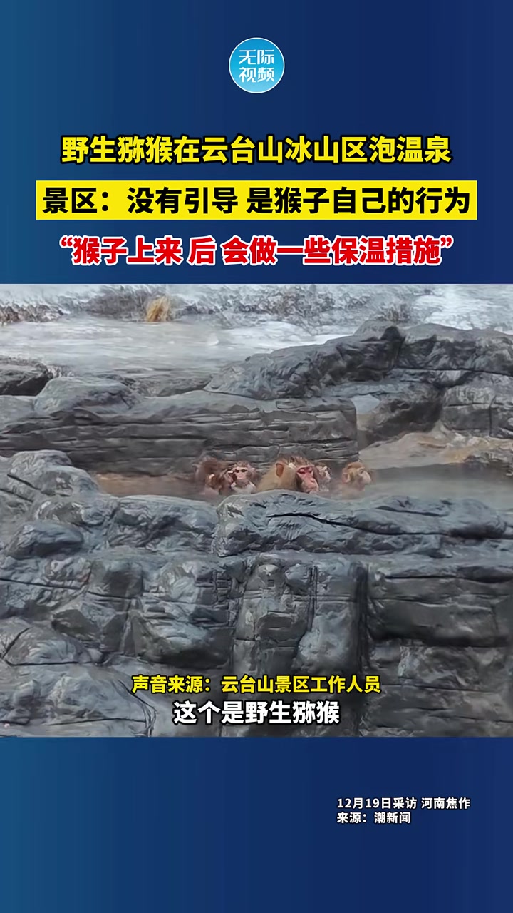 野生猕猴在云台山冰山区泡温泉“猴子上来后会做一些保温措施”