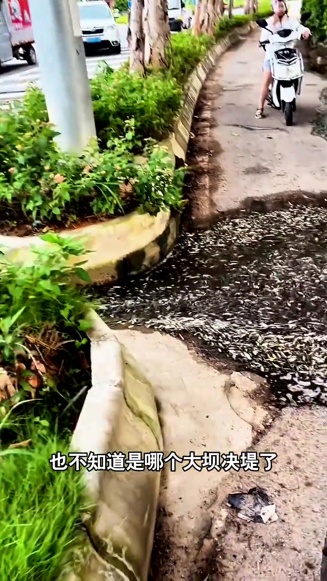 路上这么多鱼，有人想要捡吗