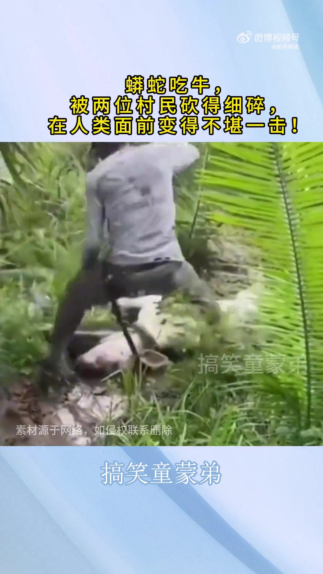 蟒蛇吃牛，被两位村民砍得细碎，在人类面前变得不堪一击！