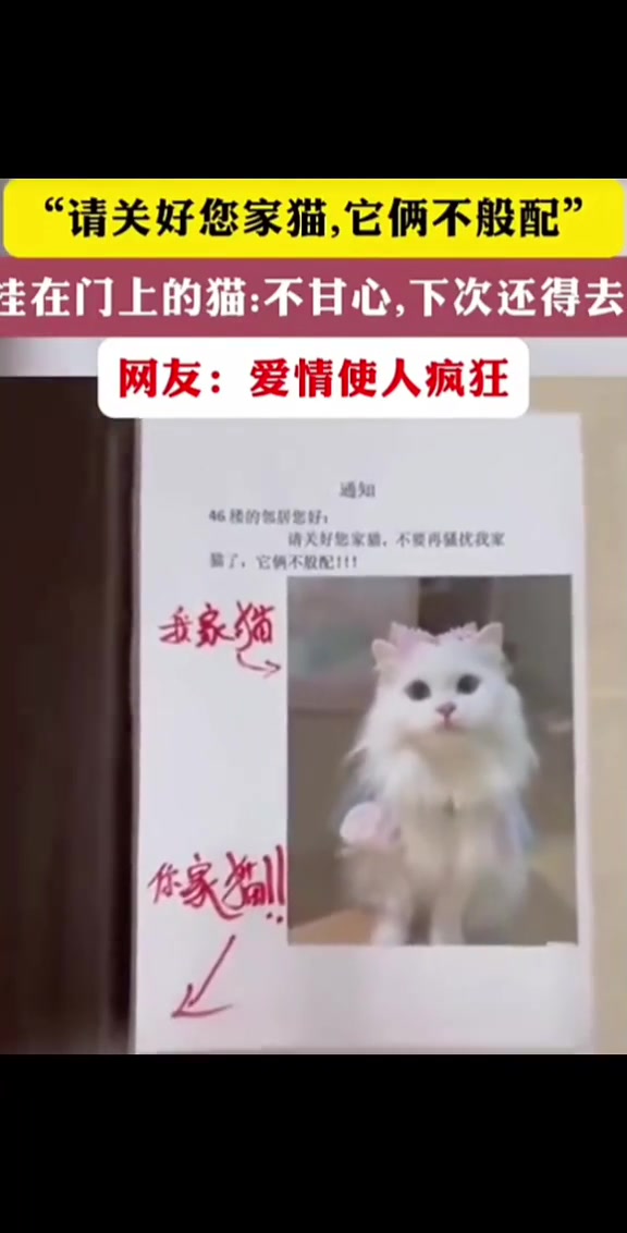 “请关好您家猫它和我家猫不般配”猫咪被邻居送回来挂门上