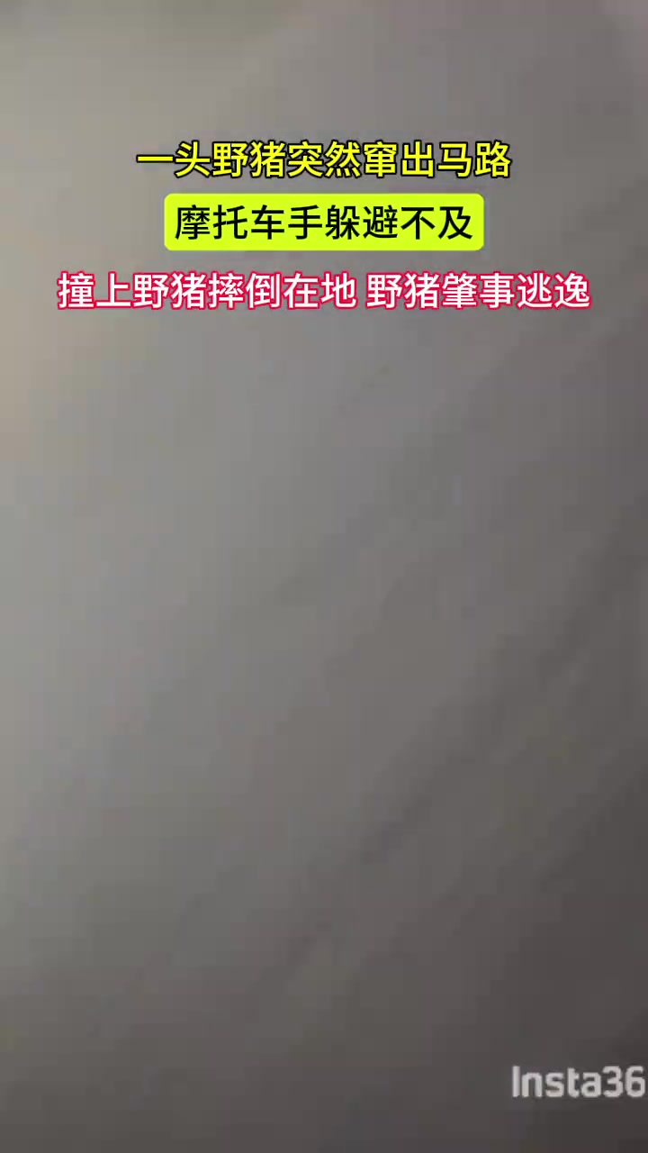 野猪突然窜出马路摩托车手躲避不及撞上野猪