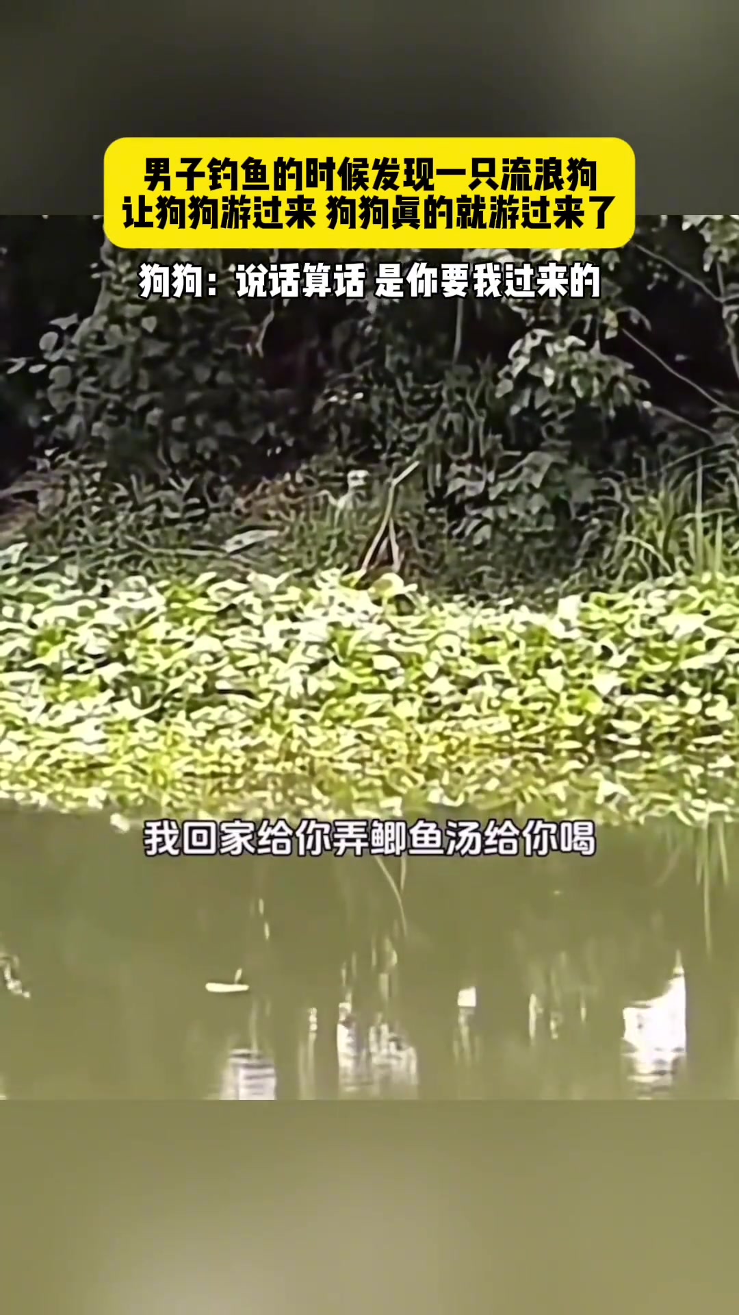 狗狗：说话算话是你要我过来的