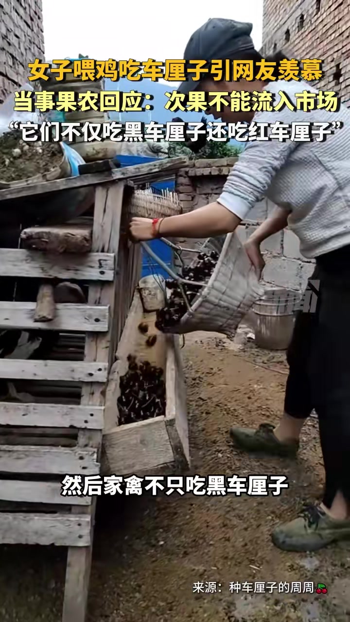 女子喂鸡吃车厘子引网友羡慕果农：是次果不能流入市场