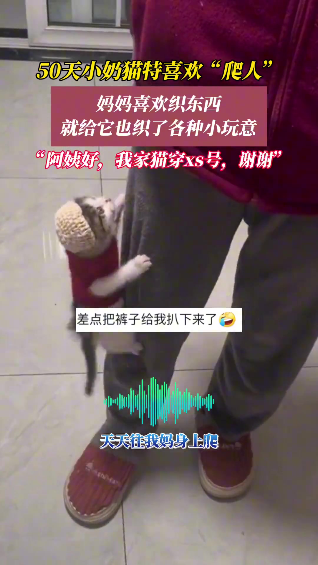 50天小奶猫特喜欢“爬人”妈妈给它织了好多小玩意