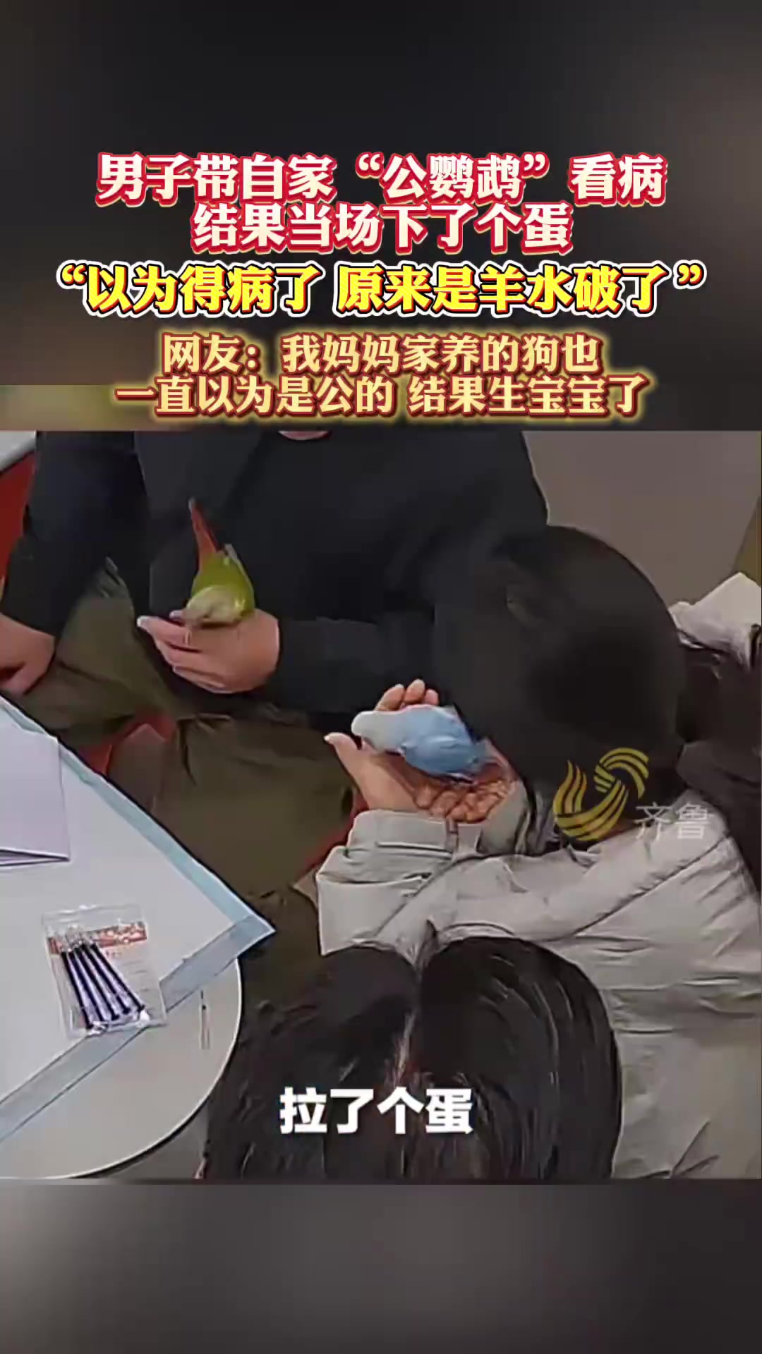 男子带自家“公鹦鹉”看病，结果当场下了个蛋！