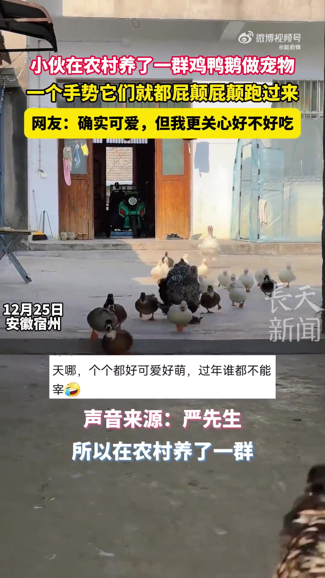 小伙在农村养了一群鸡鸭鹅做宠物，一个手势它们就都跑过来