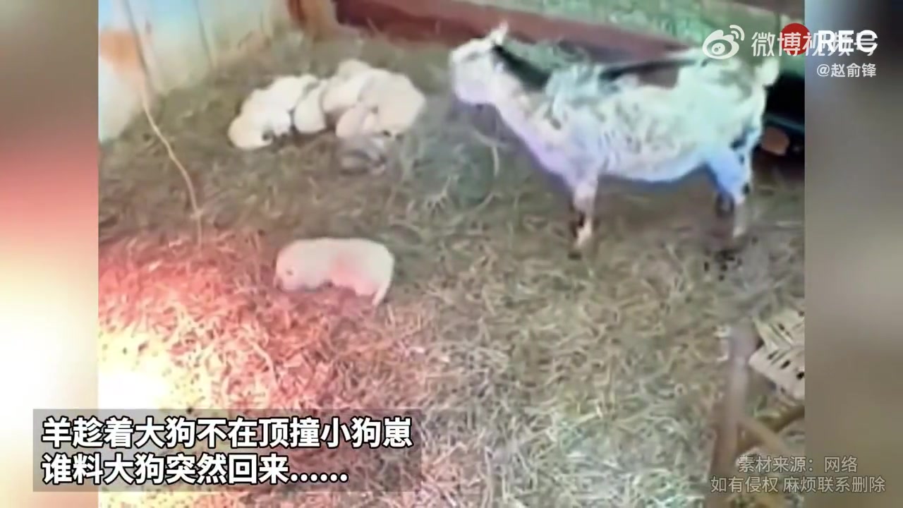 羊趁着大狗不在顶撞小狗崽，谁料大狗突然回来......
