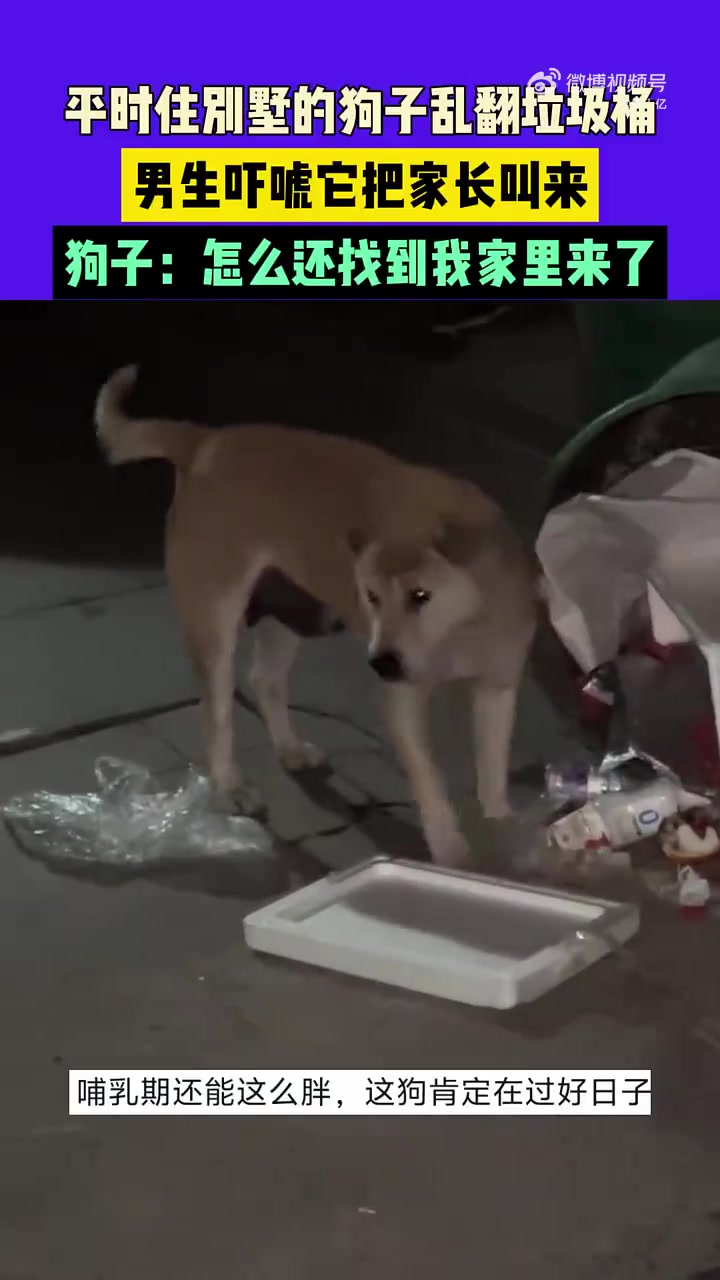 平时住别墅的狗子乱翻垃圾桶，男生吓唬它把家长叫来...